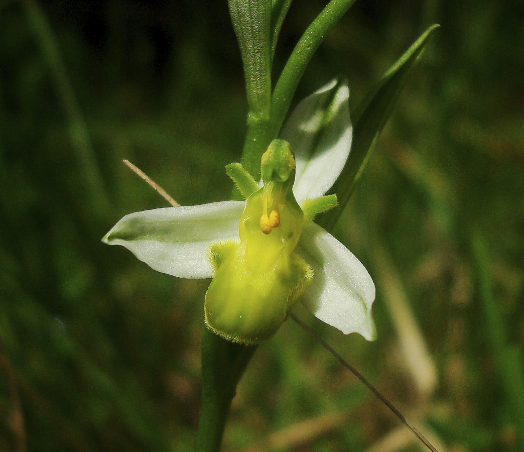 Ophrys apifera chlorantha